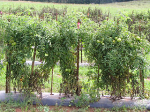 Cover photo for New Late Blight Resistant Tomato Varieties Being Developed