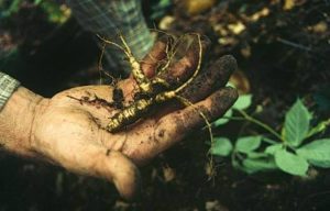 Cover photo for How to Grow 'Green Gold' (Ginseng) and Pictures From a Fun Medicinal Herb Workshop