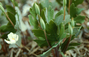 bloodroot