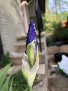 Aphids on an iris flower. Photo: SD Frank