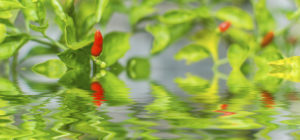 flooded chili plant