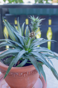 Cover photo for Garbage Can Gardening
