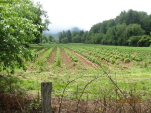 Cover photo for Find Land to Farm!