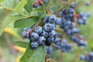 Flickr image of a bunch of blueberries still on a branch