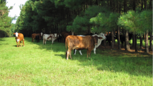 Cover photo for Are You a Landowner Interested in Working With Beginning Meat Producers? We Need You!