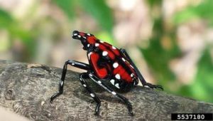 Juvenile Spotted Lanternfly