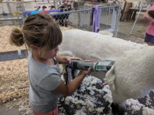 A young girl shearing her lamb in preparation for show.
