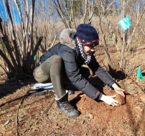 woman taking truffle from soil