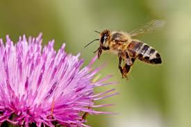 Cover photo for Learn About Honey Bees