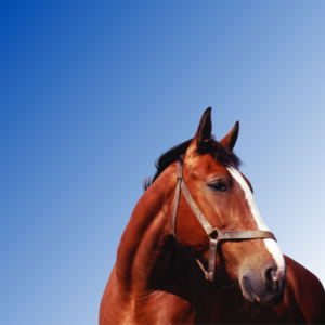 A blue to white gradient background with a brown horse with a white stripe down it's face looking to the right side of the image