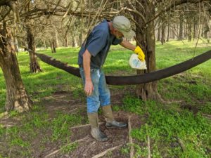 Backrubber parasite control mixture demonstration