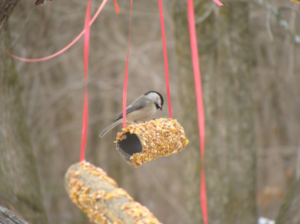 Carolina Chickadee feeding on a homemade bird feeder tied to a tree with red ribbons