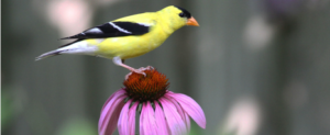 American goldfinch (Spinus tristis) perched on a Purple coneflower (Echinacea purpurea). 