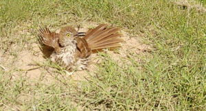 A brown thrasher (Toxostoma rufum) dust bathing.