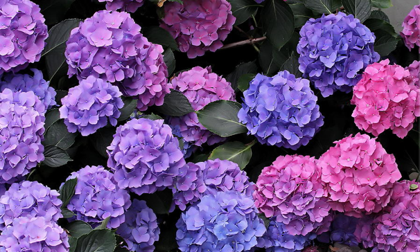 hydrangeas ranging from purple, to blue, to pink.