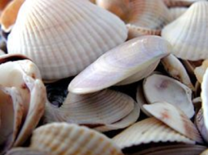 pile of small sea shells