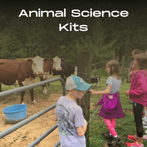 Brown and white cows inside a fence with a group of children looking at them