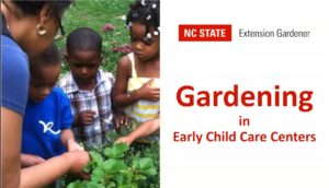 Cover photo for Growing Vegetables in Early Child Care Centers