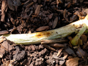 Squash vine borer damage to zucchini plant. 