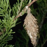 Bagworm in a pine tree
