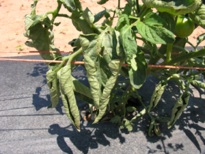 Curling Tomato Leaves? Here's What to Know! - Davie County Center