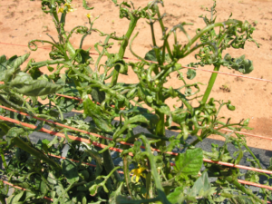 Herbicide Damage to Tomato Leaves