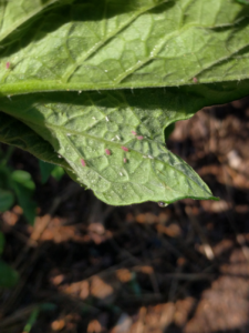 potato aphids on tomato leaf