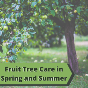Apple tree with green apples hanging from it and some on the green grass below the tree