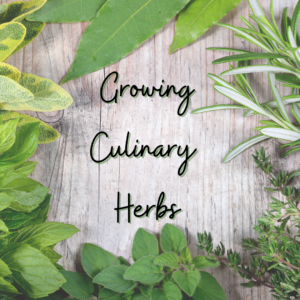 Cover photo for Interested in Learning to Grow Culinary Herbs?