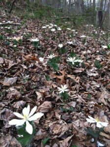 bloodroot flowers blooming