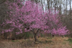 Cover photo for Curious About Caring for Trees and Shrubs?
