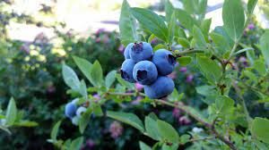 Cover photo for Small Fruit Production and Blueberry Pruning Workshop