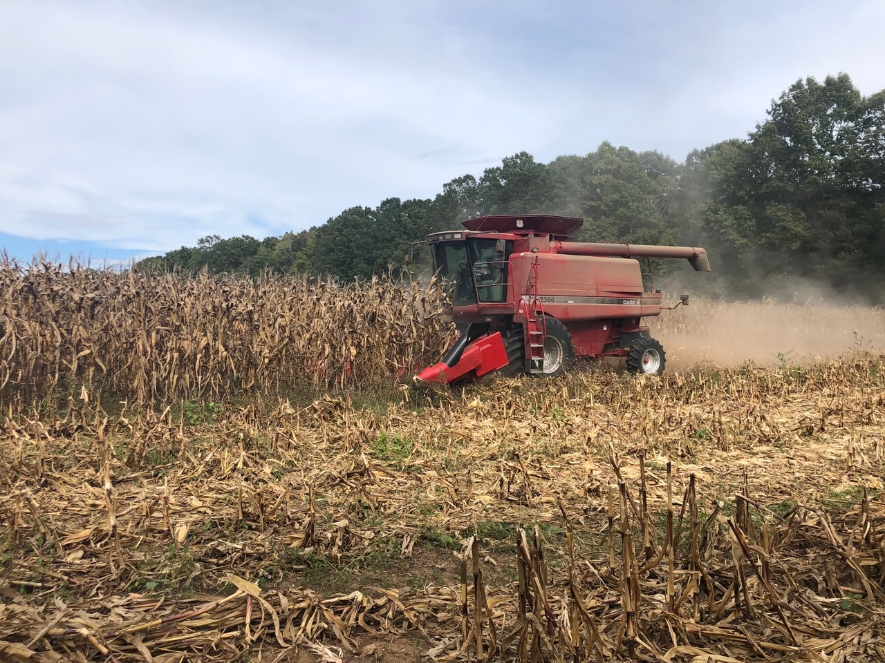 A harvester in a corn field.