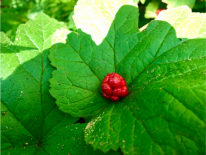 Cover photo for Would You Like to Learn How to Grow Black Cohosh and Goldenseal?
