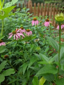 Cover photo for Learn How to Grow Echinacea and Chamomile