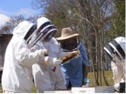 Cover photo for Want to Learn More About Beekeeping?