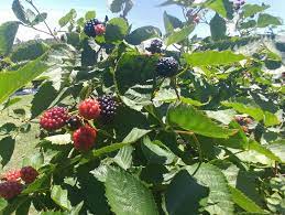 Cover photo for Are You Interested in Growing Blackberries?