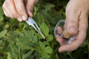 Cover photo for Want to Get Ahead of Pests and Diseases in Your Garden?