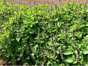 Cover photo for Harvesting Herbs for Tea