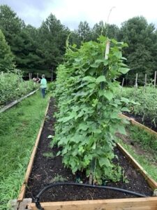 Cover photo for Learn About Becoming an Extension Master Gardener in Davie County!