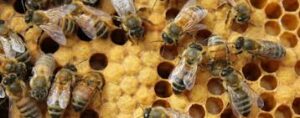 Cover photo for Beginner Beekeeper Class Being Offered by Davie Beekeepers