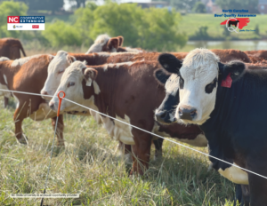 Cover photo for Beef Quality Assurance