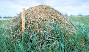 fireant mound