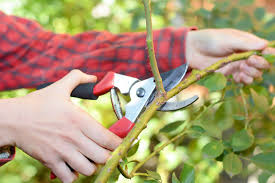 Cover photo for Want to Learn How to Prune Trees and Shrubs?